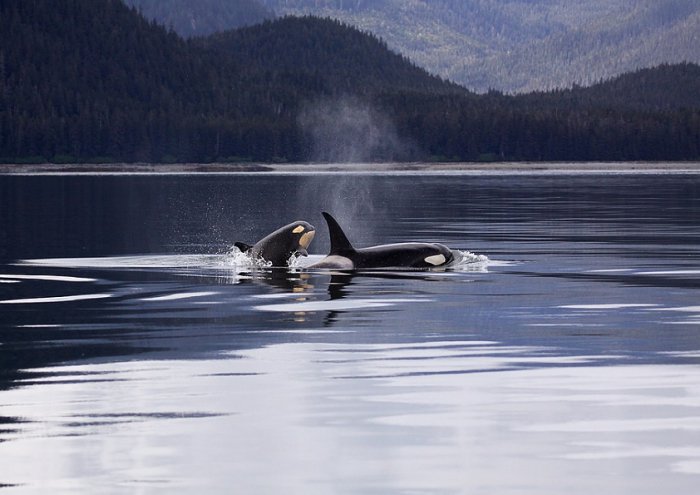 Killer Whales Orcas Breaching Ocean Mammal Animal
